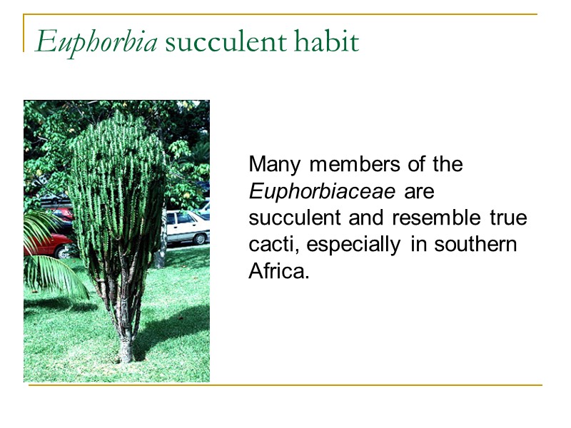 Euphorbia succulent habit  Many members of the Euphorbiaceae are succulent and resemble true